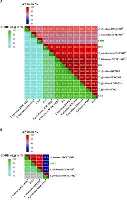Isolation and characterization of novel acetogenic strains of the genera Terrisporobacter and Acetoanaerobium